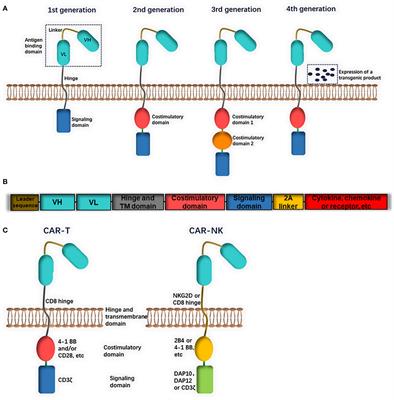 Frontiers | Preclinical And Clinical Studies Of CAR-NK-cell Therapies ...